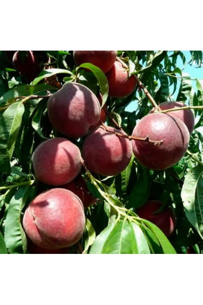 Персик домашній Роял Глорі — стиглі плоди на дереві